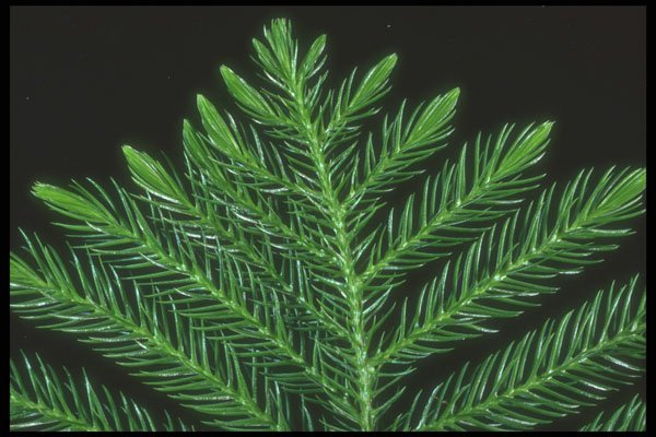 318007 Norfolk Pine A4 Photo Print