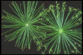 318008 Sedge Fireworks A4 Photo Print