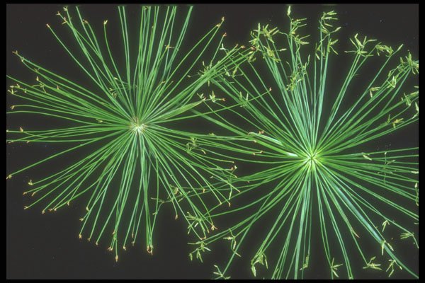 318008 Sedge Fireworks A4 Photo Print