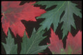 318009 Autumn Leaves A4 Photo Print