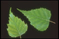 318011 Birch A4 Photo Print