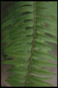 318012 Pinnae A4 Photo Print