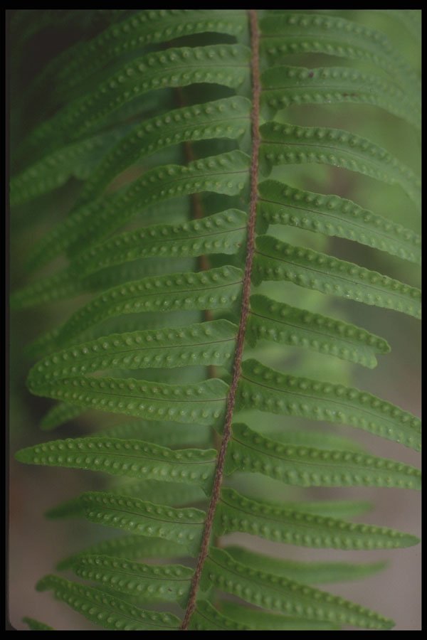 318012 Pinnae A4 Photo Print