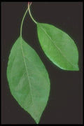318013 Leafy Ornamental A4 Photo Print