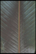 318015 Banana Down A4 Photo Print