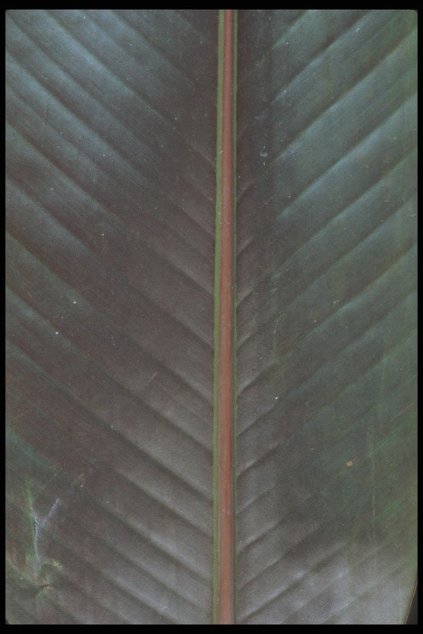 318015 Banana Down A4 Photo Print