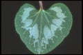 318016 Heart Leaf A4 Photo Print