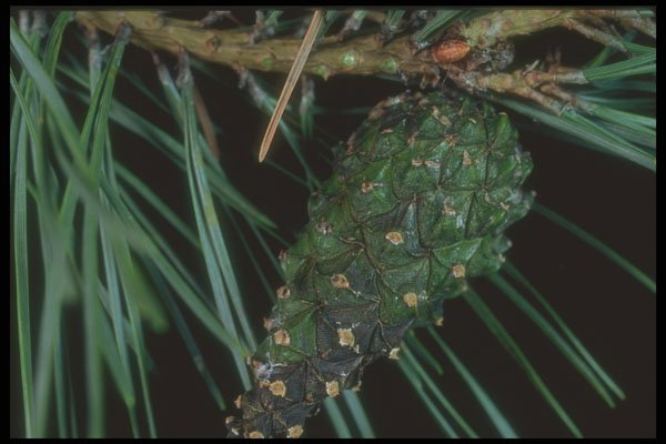 318018 Pine Cone A4 Photo Print
