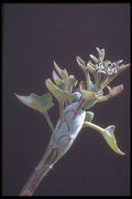 318019 Hot Dog Plant A4 Photo Print