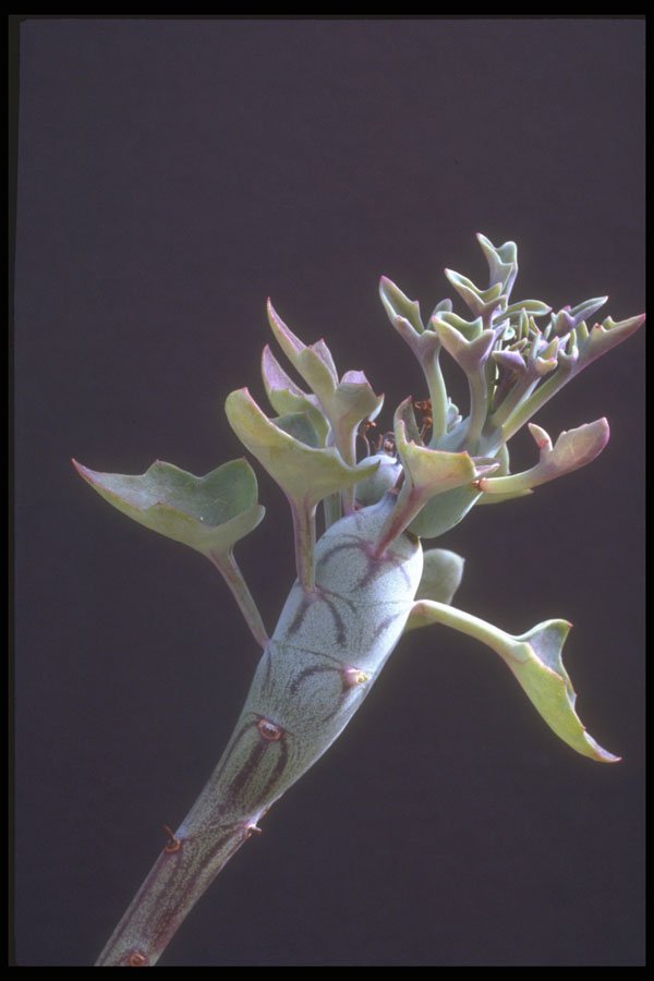 318019 Hot Dog Plant A4 Photo Print
