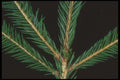 318021 Spruce A4 Photo Print