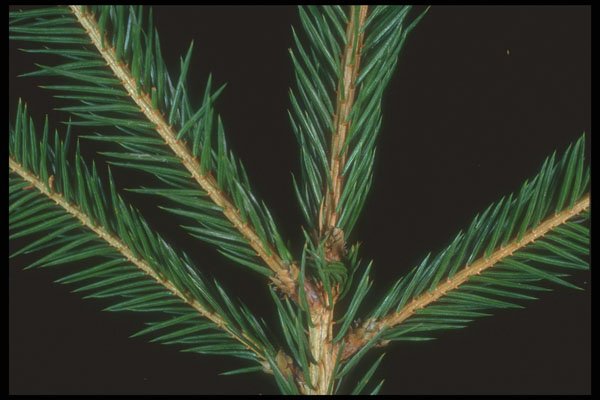 318021 Spruce A4 Photo Print
