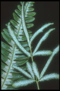 318023 Green And White A4 Photo Print
