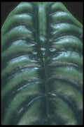 318024 Alocasia A4 Photo Print