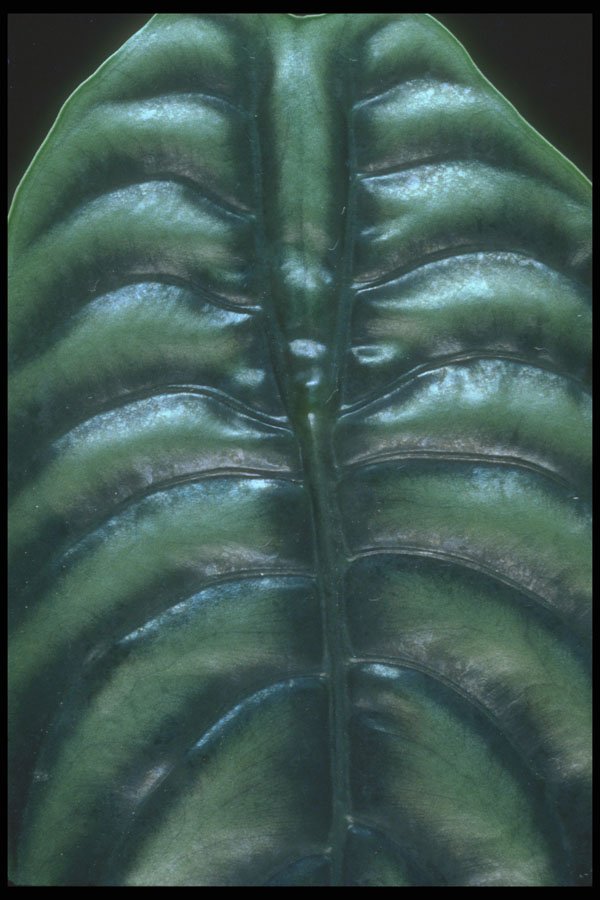 318024 Alocasia A4 Photo Print
