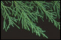 318026 Juniper A4 Photo Print