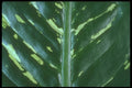 318027 Diefenbachia A4 Photo Print