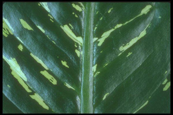318027 Diefenbachia A4 Photo Print