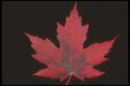 318028 Red Maple A4 Photo Print