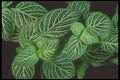 318029 Fittonia A4 Photo Print