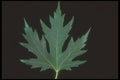 318030 Silver Maple A4 Photo Print