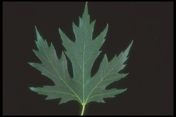 318030 Silver Maple A4 Photo Print