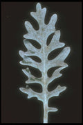 318031 Dusty Leaf A4 Photo Print