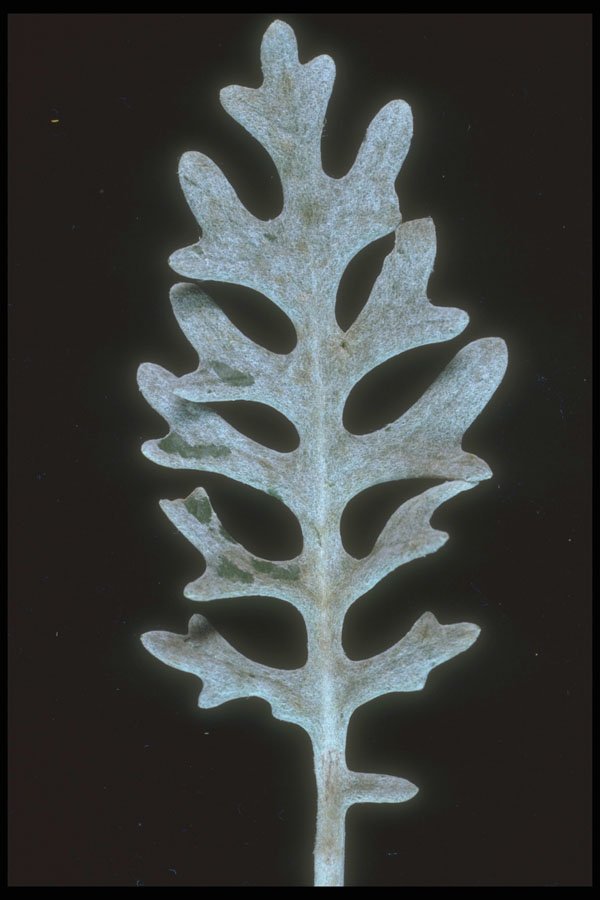 318031 Dusty Leaf A4 Photo Print