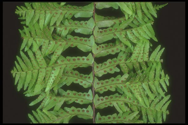 318032 Leafy A4 Photo Print