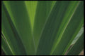 318033 Sunny Leaves A4 Photo Print