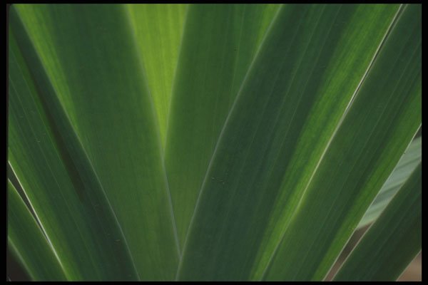 318033 Sunny Leaves A4 Photo Print