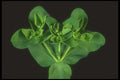 318035 Weedy Bouquet A4 Photo Print