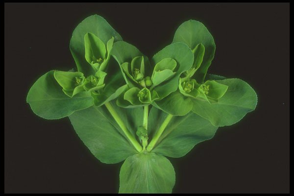 318035 Weedy Bouquet A4 Photo Print