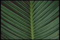 318036 Cycad Fan A4 Photo Print