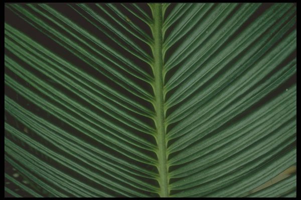 318036 Cycad Fan A4 Photo Print