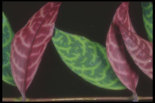 318040 Red Green Camouflage A4 Photo Print