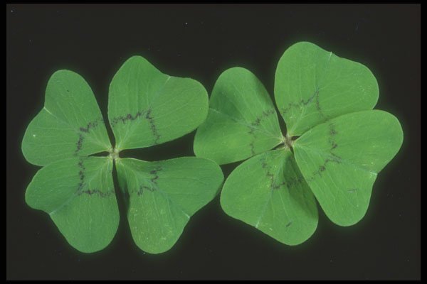 318041 Lucky Oxalis A4 Photo Print