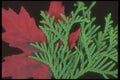 318042 Cedar And Maples A4 Photo Print