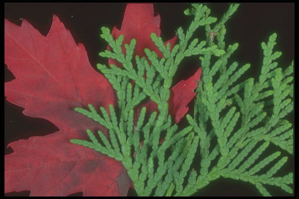 318042 Cedar And Maples A4 Photo Print