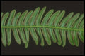 318043 Polypodium A4 Photo Print