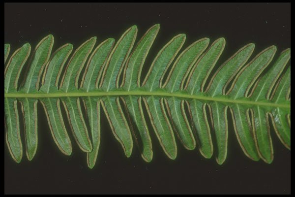 318043 Polypodium A4 Photo Print