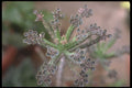 318044 Kalanchoe A4 Photo Print