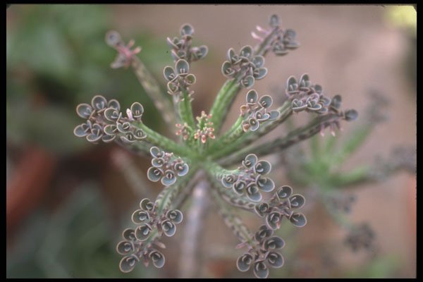 318044 Kalanchoe A4 Photo Print