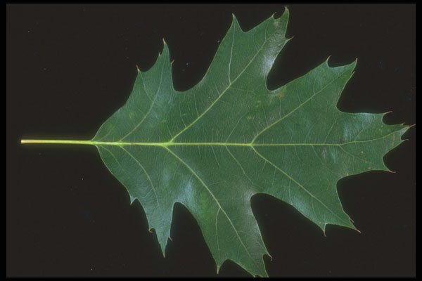 318045 Oak A4 Photo Print