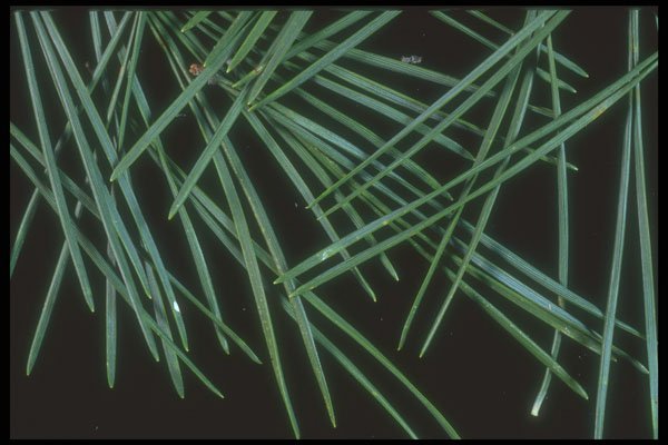 318046 Needles A4 Photo Print