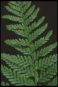 318050 Polystichum A4 Photo Print