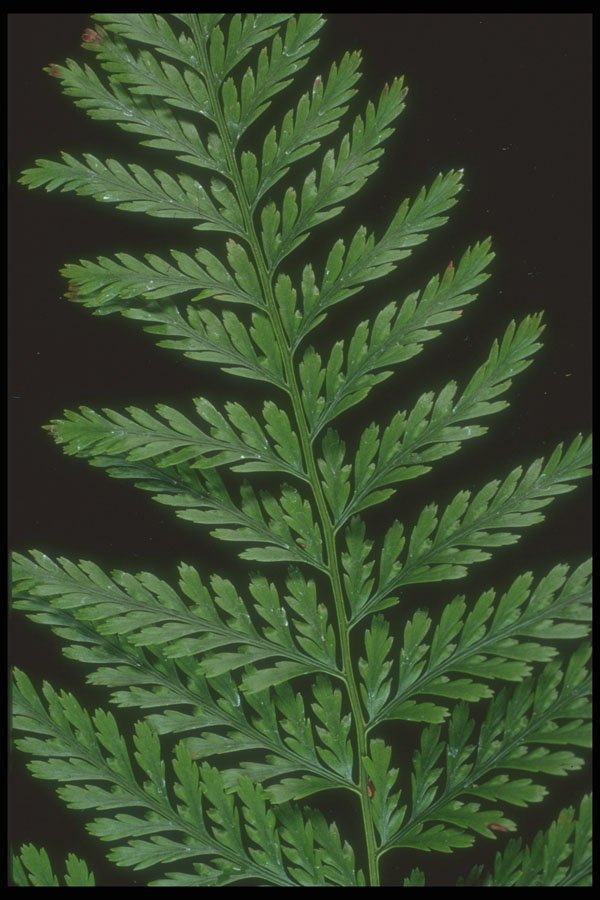 318050 Polystichum A4 Photo Print