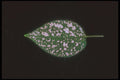 318051 Pink Dots A4 Photo Print