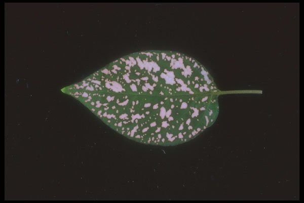 318051 Pink Dots A4 Photo Print