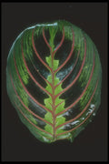 318052 Maranta A4 Photo Print